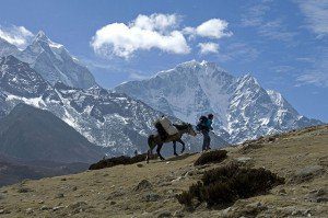 Le cheval de l’Everest