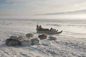 Groenland-côte est-communauté Inuit d'Ittoqqortoormiit- chiens sous la neige.