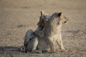 2 lions