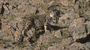 Panthère des neiges