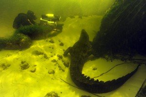 Les larmes des crocodiles