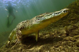 Les larmes des crocodiles
