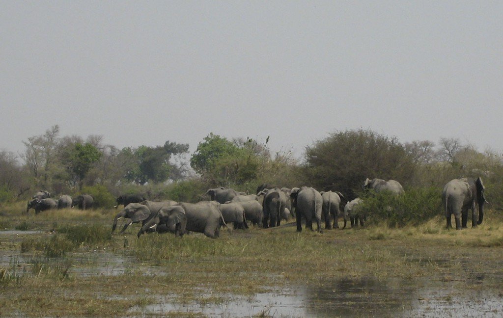 Eléphants dans l'Okavango