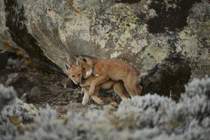 abyssinie-2