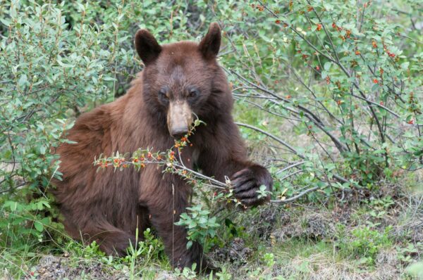 Ours Yosemite